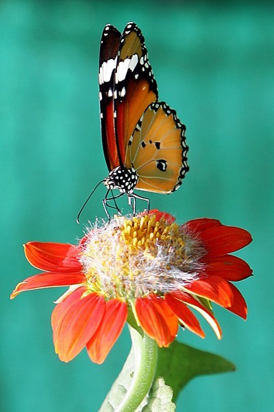 Photo:  The Common Tiger (Danaus Genutia)